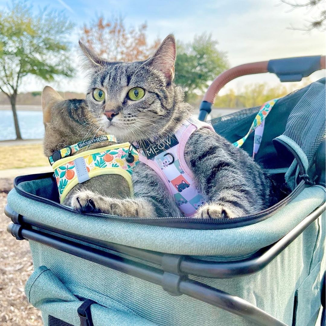 Pet Stroller & Personal Shopper v3