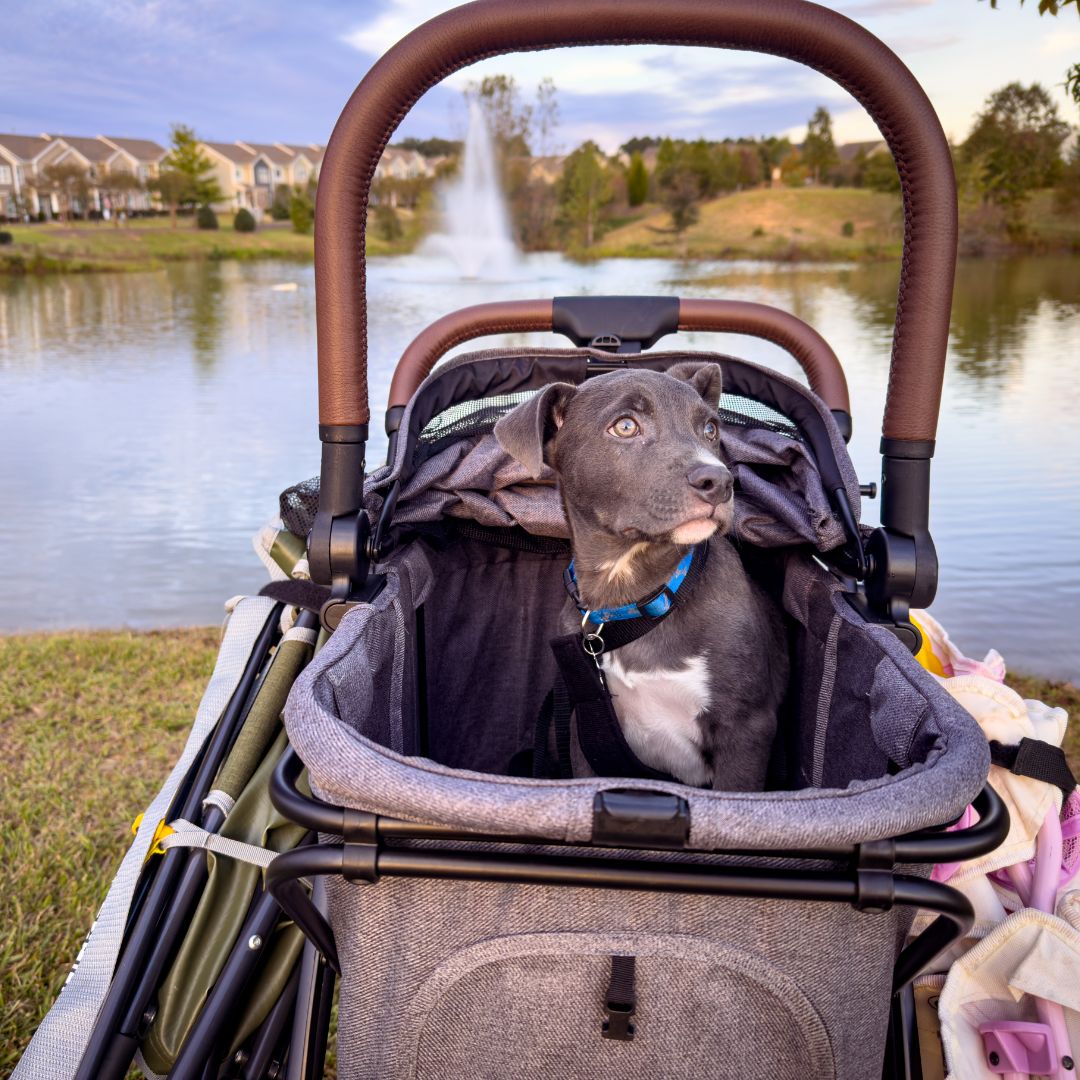 2 Pet Stroller & Personal Shopper Bundle v3