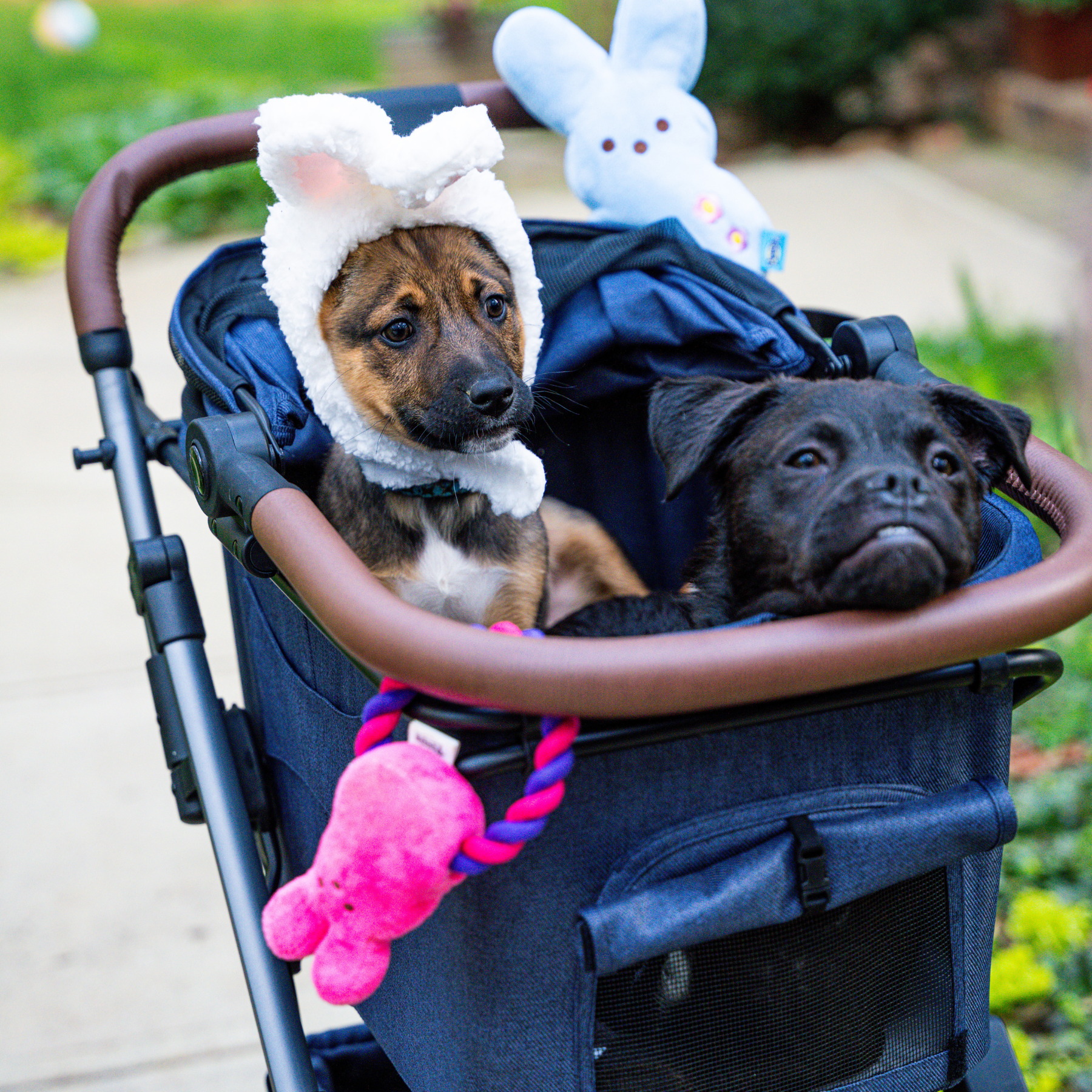 Pre Order- Strolee Stability Shopper & v3 Pet Bassinet Bundle - Ships October 30th