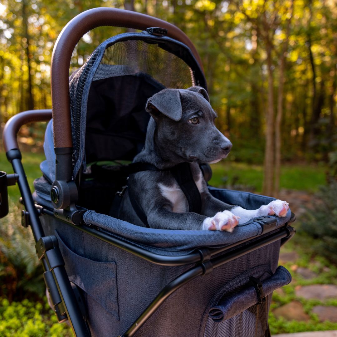 2 Pet Stroller & Personal Shopper Bundle v3
