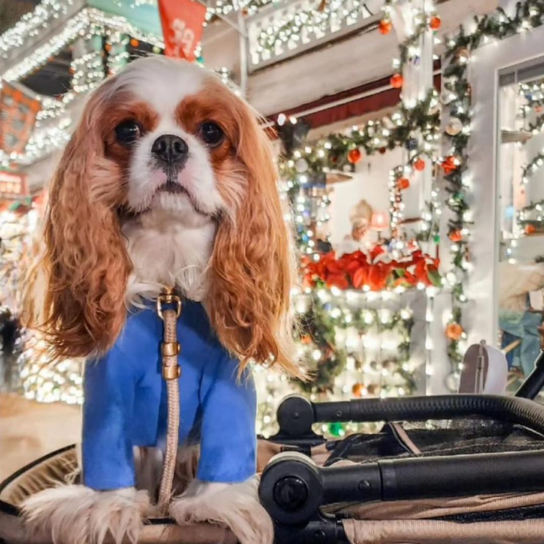Holiday Adventures With Your Furry Friend