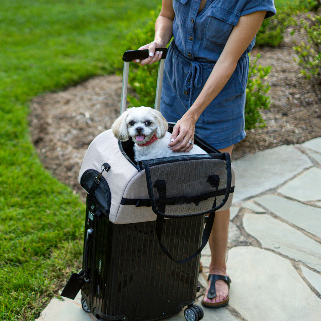 The Ultimate Guide to Traveling With Your Pet