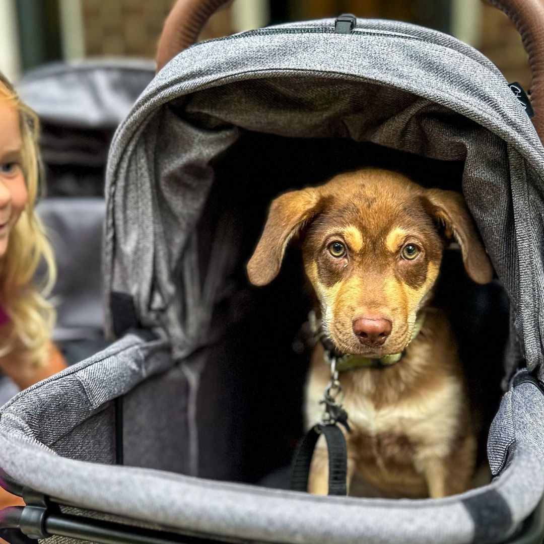 2 Pet Stroller & Personal Shopper