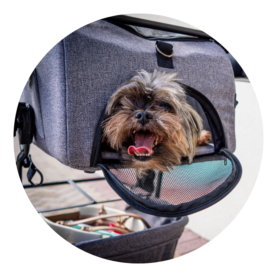 Best Pet Travel Carrier & Car Seat for Dogs & Cats 2023 - Strolee Shadow