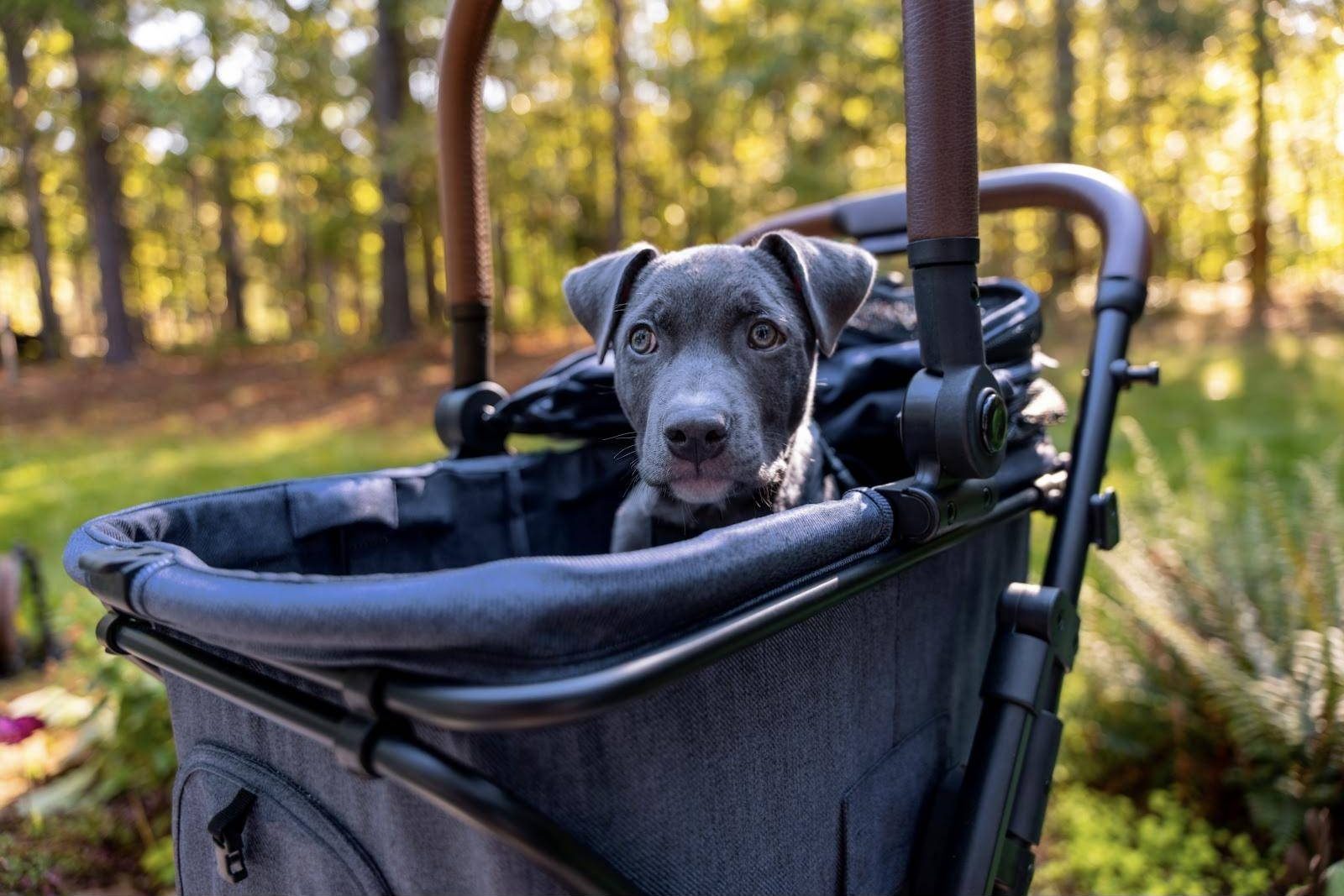 A grey puppy looks out from the Strolee pet bassinet in a sunny park