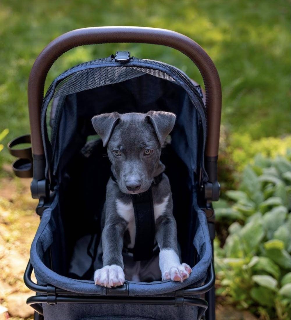 A grey puppy sits up in the Strolee pet bassinet with its paws on the front edge